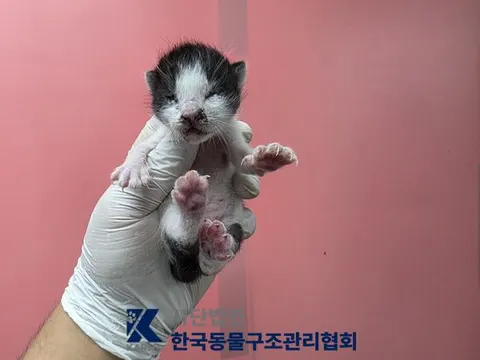 한국 고양이 · 00070, 가족을 기다리는 고양이