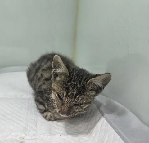 한국 고양이 · 00429, 가족을 기다리는 고양이