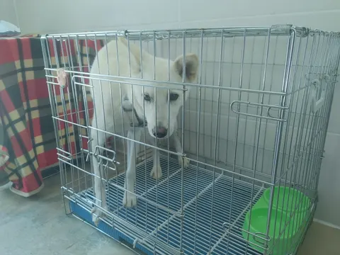 믹스견 · 00504, 가족을 기다리는 강아지