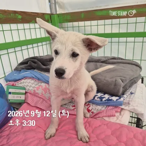 믹스견 · 00781, 가족을 기다리는 강아지