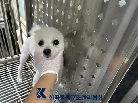 포메라니안 · 00110, 가족을 기다리는 강아지