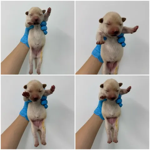 믹스견 · 00437, 가족을 기다리는 강아지