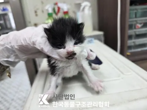 한국 고양이 · 00678, 가족을 기다리는 고양이