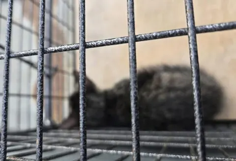 한국 고양이 · 00212, 가족을 기다리는 고양이