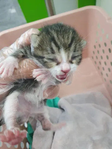 한국 고양이 · 00444, 가족을 기다리는 고양이