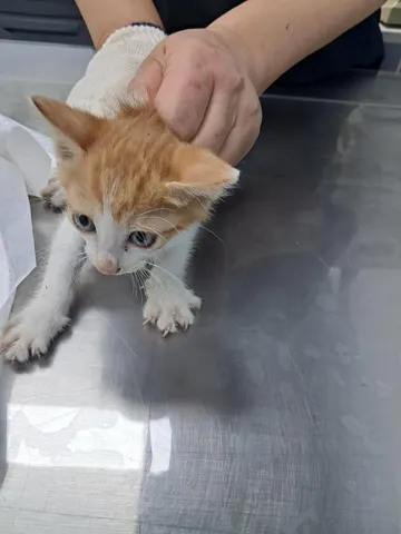 한국 고양이 · 00334, 가족을 기다리는 고양이