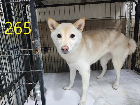 믹스견 · 00269, 가족을 기다리는 강아지