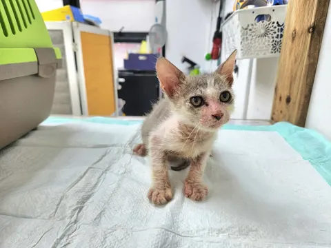 한국 고양이 · 00496, 가족을 기다리는 고양이