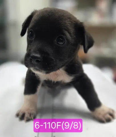믹스견 · 00109, 가족을 기다리는 강아지