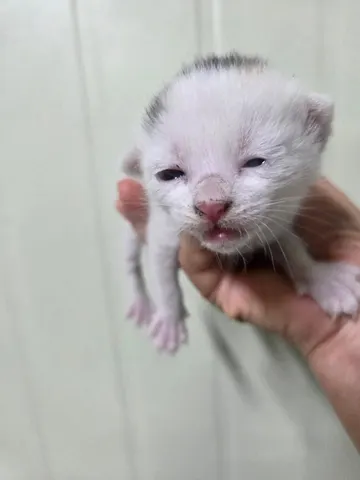 한국 고양이 · 00278, 가족을 기다리는 고양이