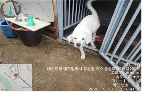 믹스견 · 00126, 가족을 기다리는 강아지