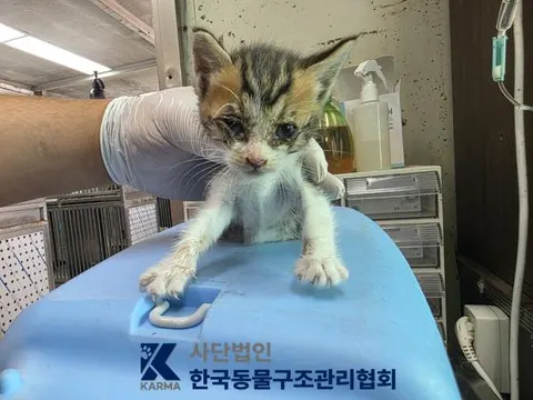 한국 고양이 · 00112, 가족을 기다리는 고양이