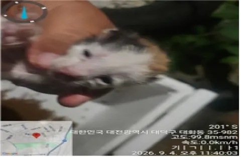 한국 고양이 · 00107, 가족을 기다리는 고양이