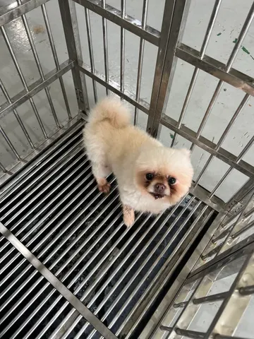 포메라니안 · 00341, 가족을 기다리는 강아지