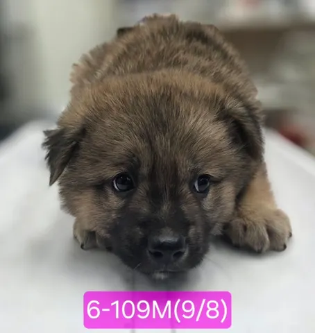 믹스견 · 00108, 가족을 기다리는 강아지