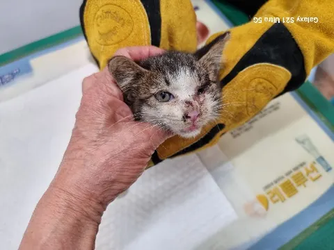 한국 고양이 · 00133, 가족을 기다리는 고양이