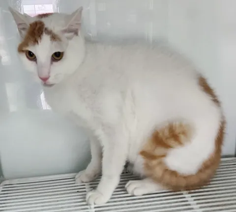 믹스묘 · 00281, 가족을 기다리는 고양이