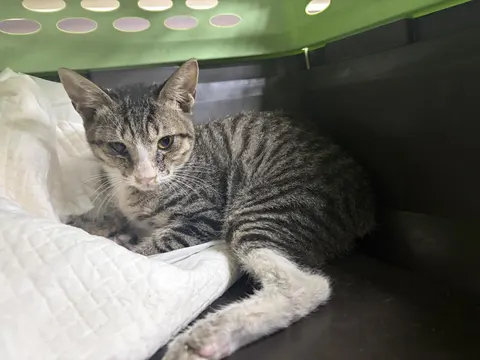 한국 고양이 · 00168, 가족을 기다리는 고양이