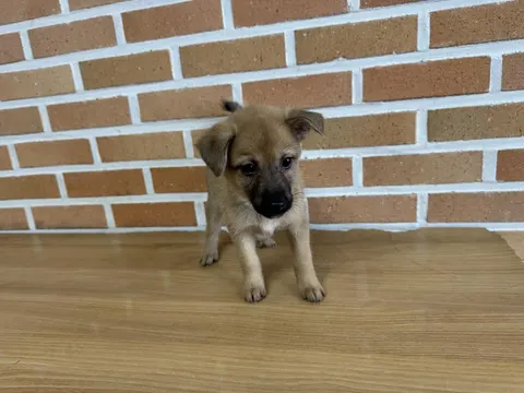 믹스견 · 00227, 가족을 기다리는 강아지