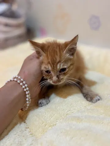믹스묘 · 00281, 가족을 기다리는 고양이