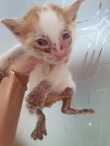 한국 고양이 · 00441, 가족을 기다리는 고양이
