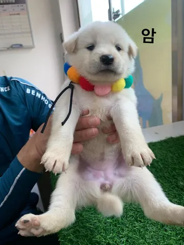 믹스견 · 00166, 가족을 기다리는 강아지