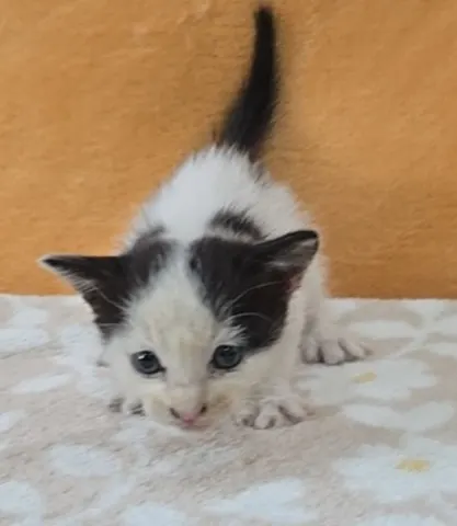 믹스묘 · 00739, 가족을 기다리는 고양이