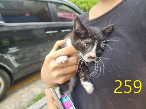 한국 고양이 · 00259, 가족을 기다리는 고양이