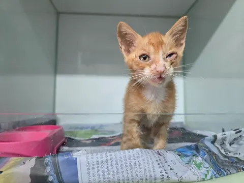 한국 고양이 · 00573, 가족을 기다리는 고양이