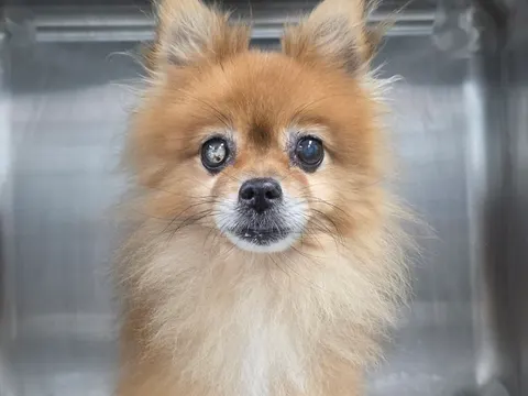 포메라니안 · 00043, 가족을 기다리는 강아지