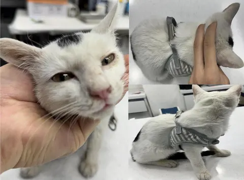 한국 고양이 · 00544, 가족을 기다리는 고양이