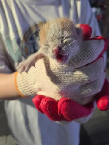 한국 고양이 · 00117, 가족을 기다리는 고양이
