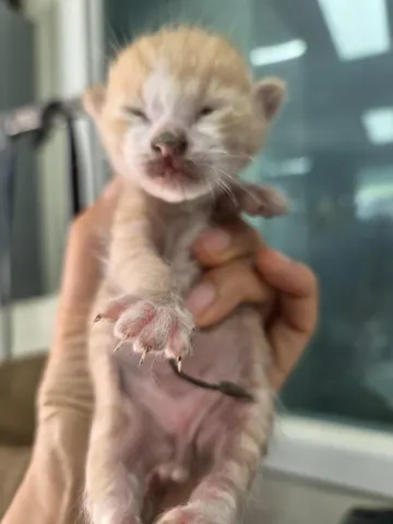 한국 고양이 · 00410, 가족을 기다리는 고양이