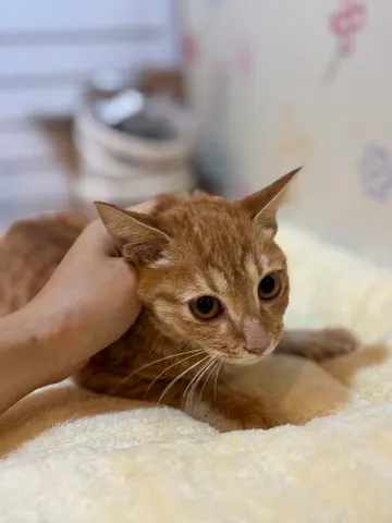 믹스묘 · 00264, 가족을 기다리는 고양이