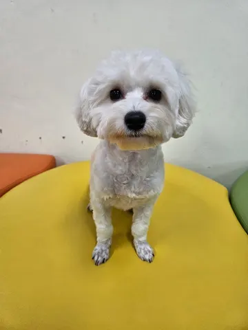 말티즈 · 00366, 가족을 기다리는 강아지