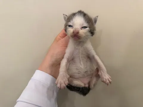 한국 고양이 · 00119, 가족을 기다리는 고양이