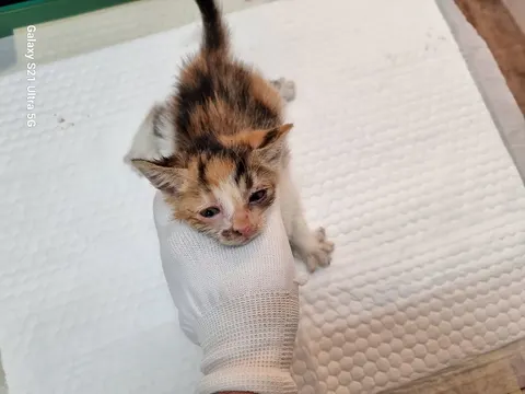 한국 고양이 · 00147, 가족을 기다리는 고양이