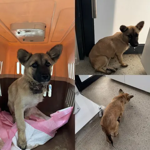 믹스견 · 00456, 가족을 기다리는 강아지