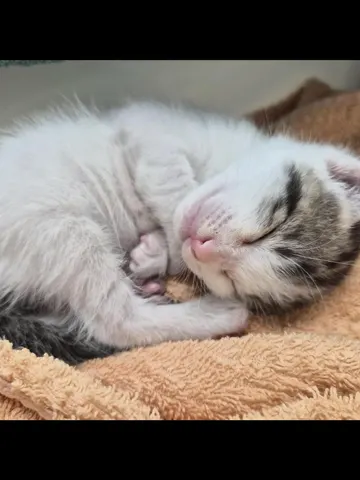 한국 고양이 · 00393, 가족을 기다리는 고양이