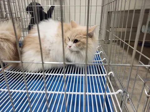 레그돌 · 00539, 가족을 기다리는 고양이