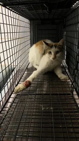 한국 고양이 · 00387, 가족을 기다리는 고양이