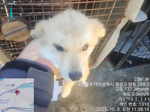믹스견 · 00275, 가족을 기다리는 강아지