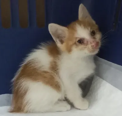 한국 고양이 · 00273, 가족을 기다리는 고양이