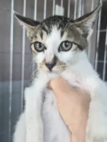 한국 고양이 · 00079, 가족을 기다리는 고양이