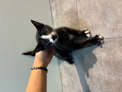 믹스묘 · 00254, 가족을 기다리는 고양이