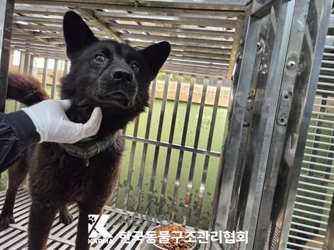 믹스견 · 00192, 가족을 기다리는 강아지