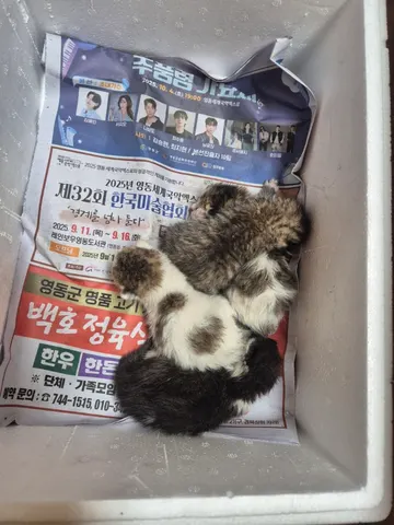 한국 고양이 · 00156, 가족을 기다리는 고양이