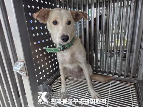믹스견 · 00673, 가족을 기다리는 강아지