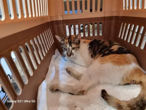 한국 고양이 · 00256, 가족을 기다리는 고양이