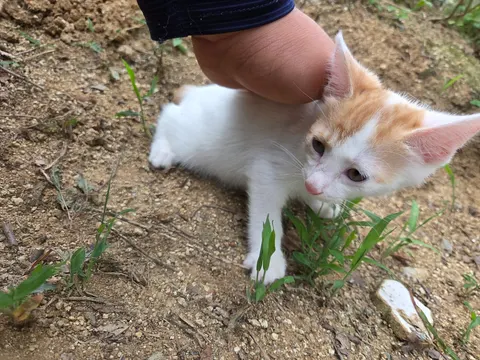 한국 고양이 · 00053, 가족을 기다리는 고양이